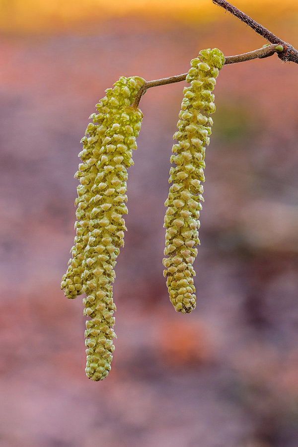 Ⓒ https://commons.wikimedia.org/wiki/File:Katjes_van_een_hazelaar_(Corylus_avellana)._26-01-2021._(actm.)_02.jpg